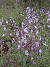 Salvia