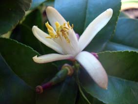 Citronblom