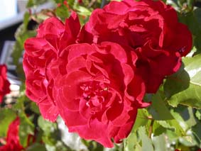 Rosor