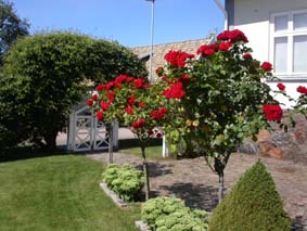 Stamosorna har f&aring;tt en andra blomning efter att v&auml;rmen har kommit