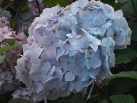 Bl&aring; hortensia