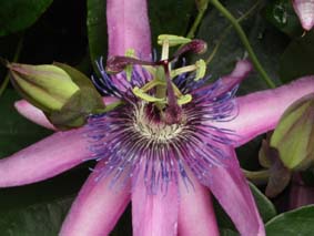 Passionsblomma
