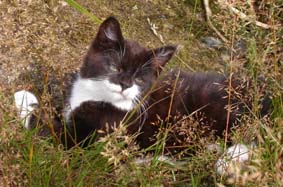 S�tt katt!
