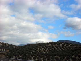Olivodlingar i Jaén