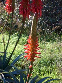 Blommande aloe