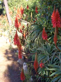 Blommande aloe