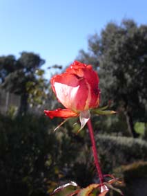 En rosenknopp
