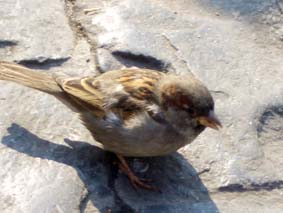 En gr�sparv