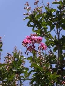 Lagerstromia
