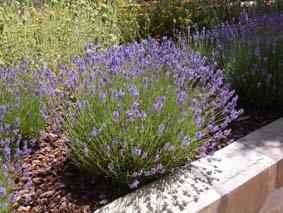 Marians lavendel
