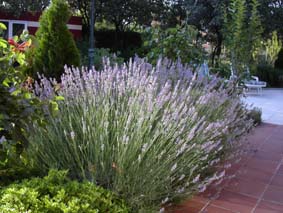 V&aring;r lavendel