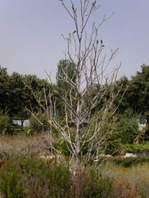 Bladl&ouml;s magnolia