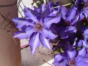 Clematis