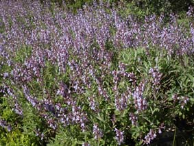 Salvia