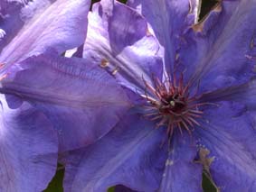 Clematis
