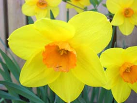 Narcisser