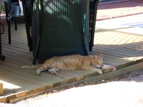 Besviken katt