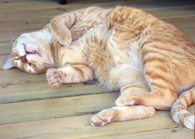 Sl� katt!