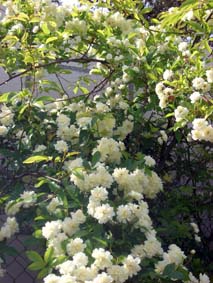 Rosa banksiae banksiae