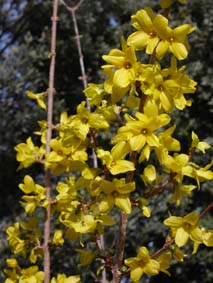 Forsytia
