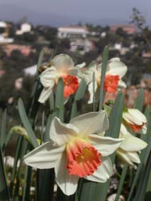 Narcisser
