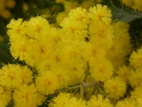 Mimosa