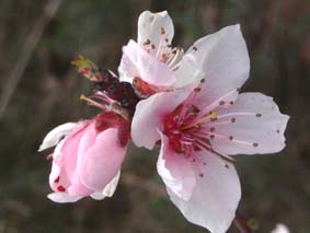 Persikoblomma