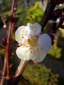 Aprikosen blommar