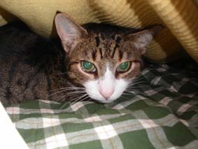 Kattstackarn �r livr�dd!