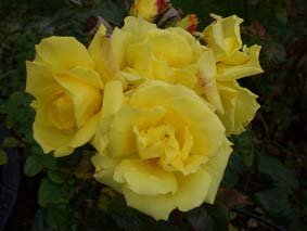 Gula rosor