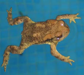 Floating frog 1