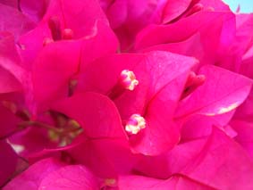 Bouganvillea