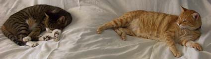 Sl�a katter!