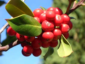J�rneksfrukter