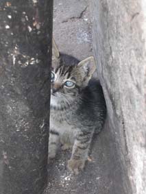 En liten kattunge kikar f�rsiktigt fram bakom en stolpe