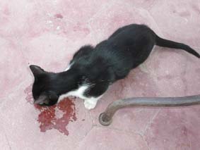 Katten mumsar p� laxforell