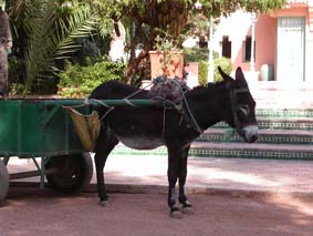En �sna transporterade bort tr�dg�rdsavfall